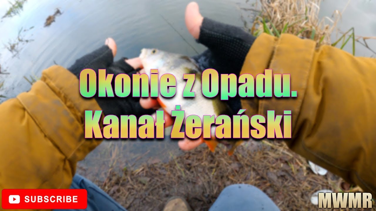 Okonie z Opadu. Kanał Żerański