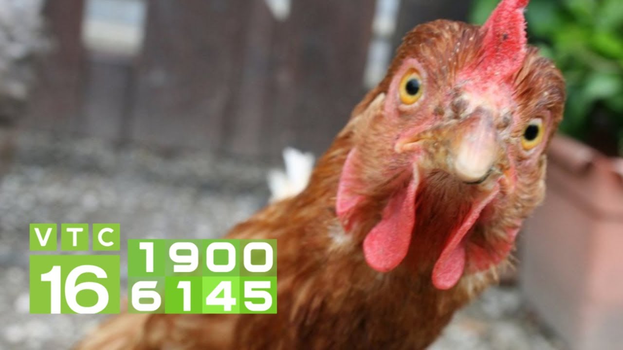 Kinh nghiệm chữa trị bệnh hen gà | VTC16