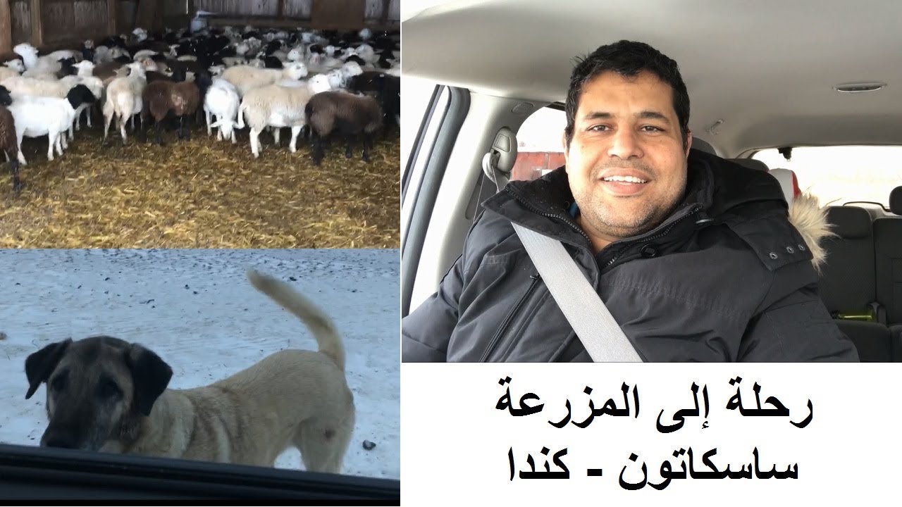 الحياة في ساسكاتون ... مشوار إلى المزرعة .... ودردشة على الطرق