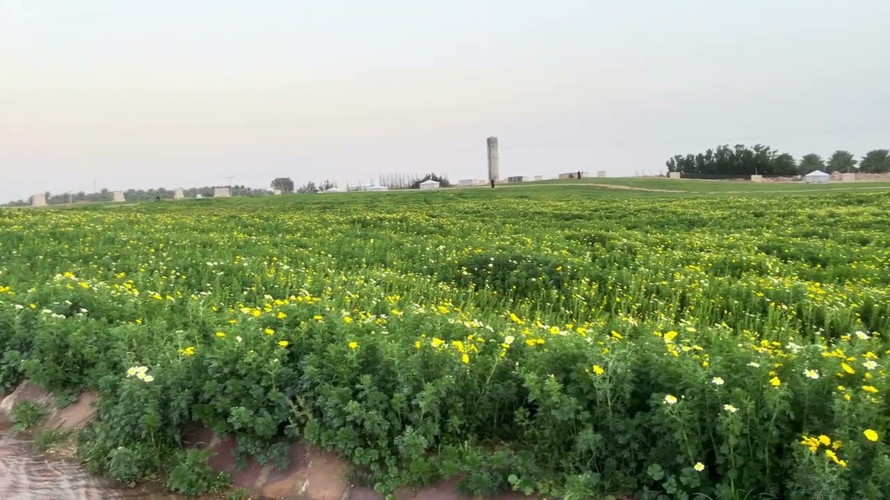 محمية الناصرية رياض الخبراء 