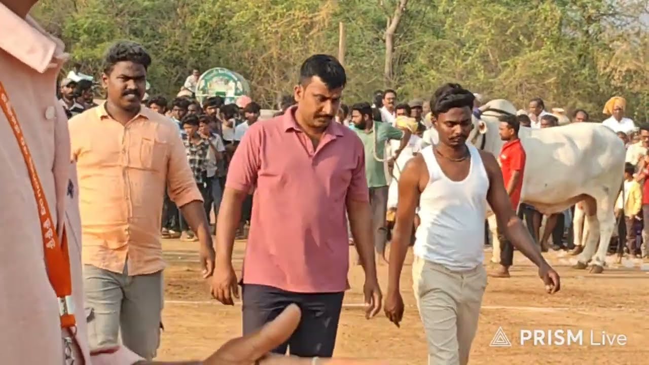మల్ కట్ పల్లె సీనియర్స్ విభాగంలో 2వ జత DGR బుల్స్