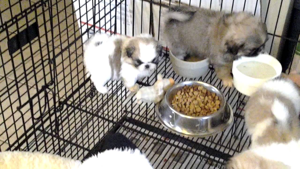 Pekingese Puppies www.justluvempekingese .com