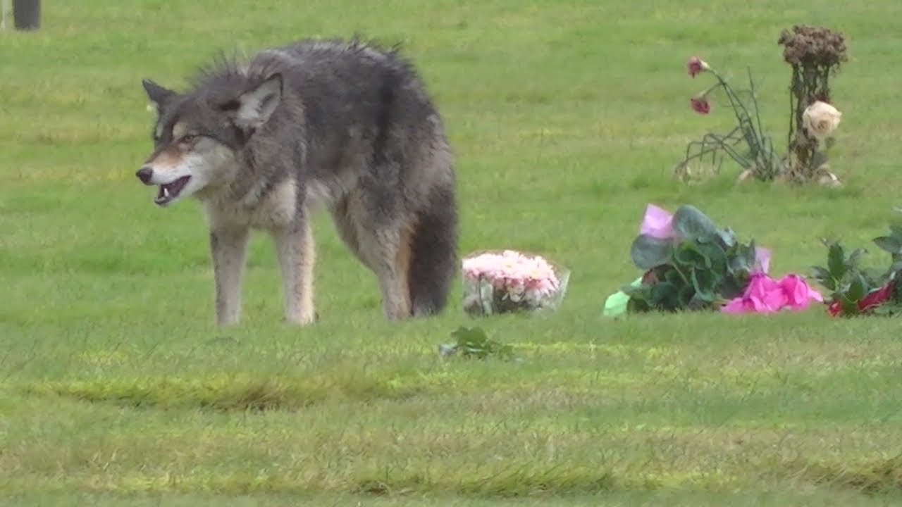 Is This Wild Coyote Part Dog?