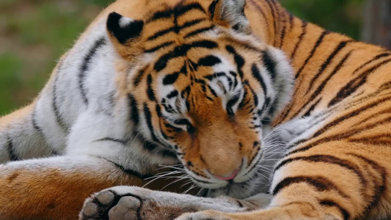 Tigers | 4K 60fps HDR ( ULTRA HD )  | 4k 3840 X 2160 Video | 4k Video | Epi 45