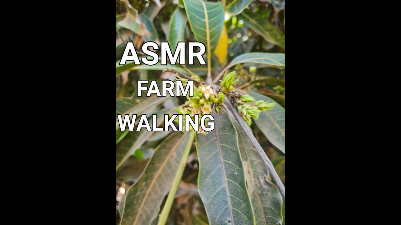 #asmr  FARM WALKING 4K VIDEO