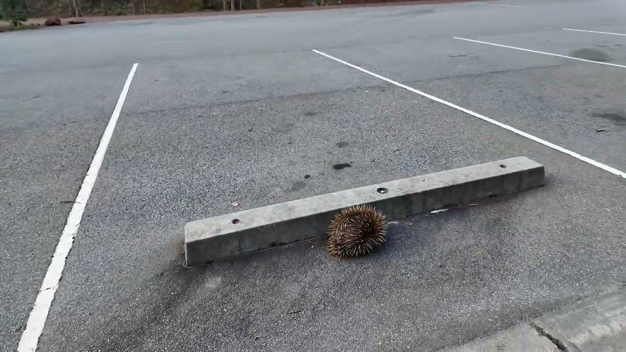 Echidna encounter Dwellingup trail