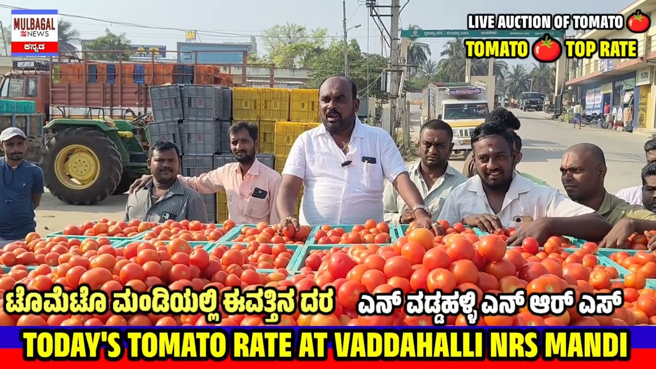 Tomato rate today at VADDAHALLI NRS MANDI KARNATAKA LIVE AUCTION today 