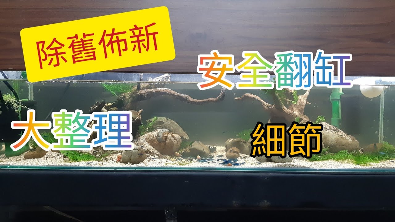 有蝦如何翻缸 開缸 造景一次來