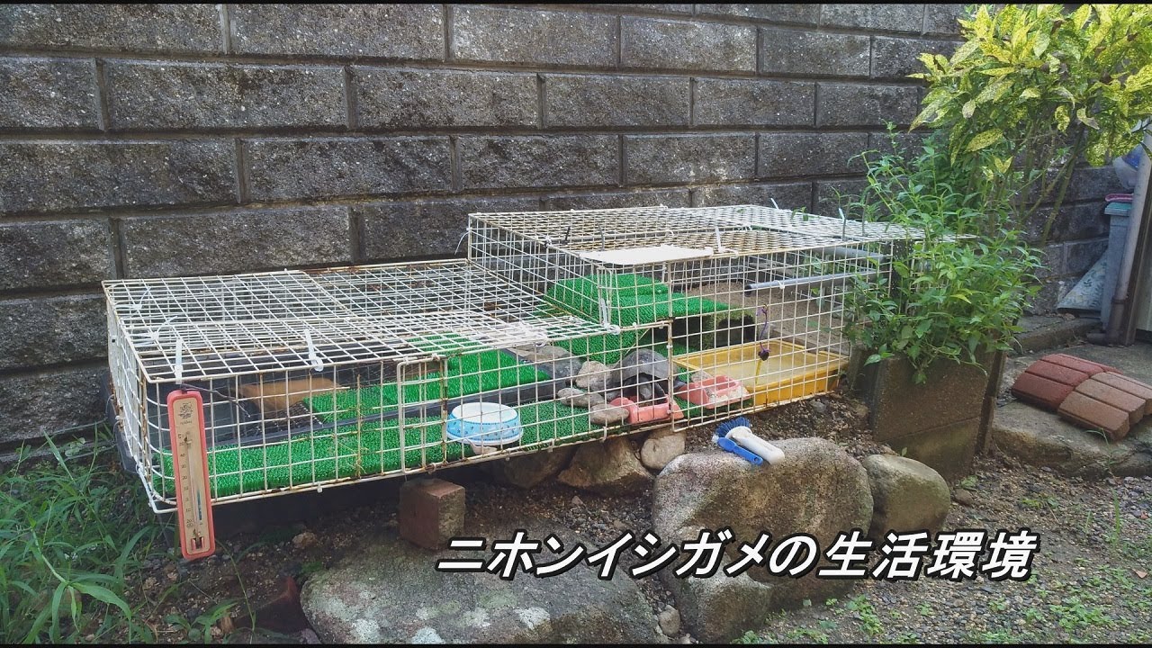 ニホンイシガメの生活環境