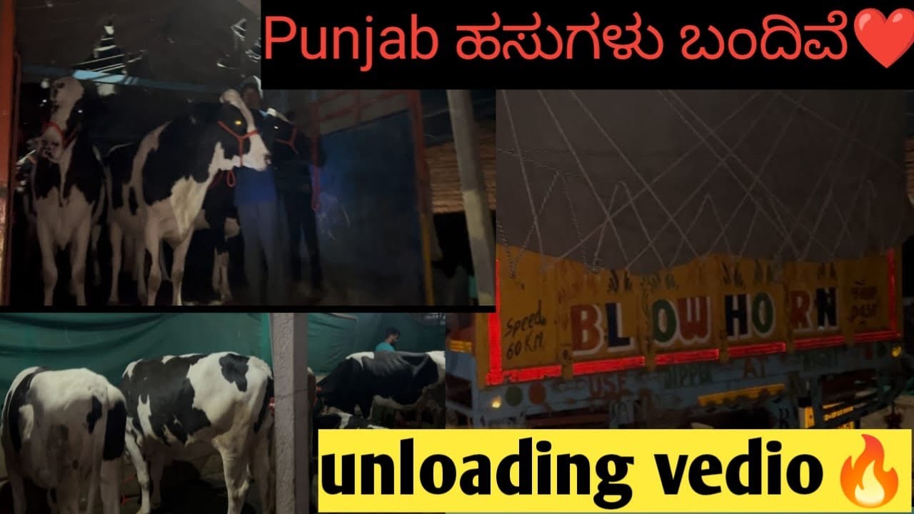 Punjab cows unloading❤️‍🔥🙏