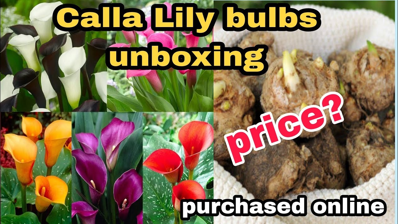 Calla Lily bulbs unboxing #winterflowers bulbs purchased online at very low price #calla lilly
