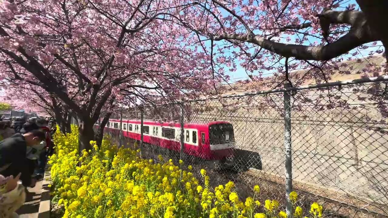 2026年三浦海岸の河津桜と菜の花と京急電車