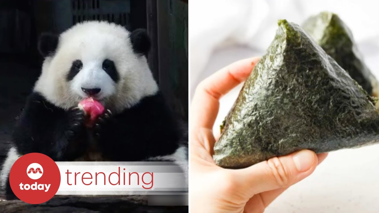 Meet Hua Hua, the onigiri shaped 🍙 giant panda star stealing hearts in China and beyond