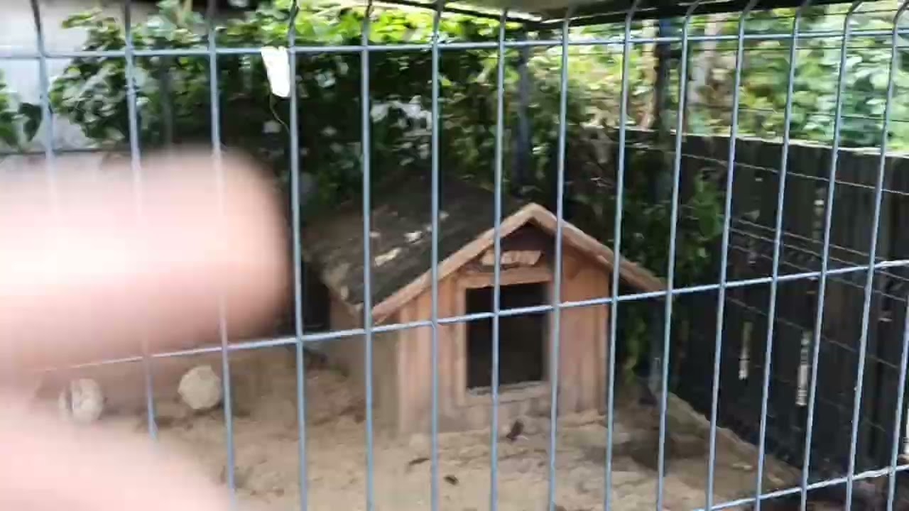 playpen for the dog /kojec dla psa