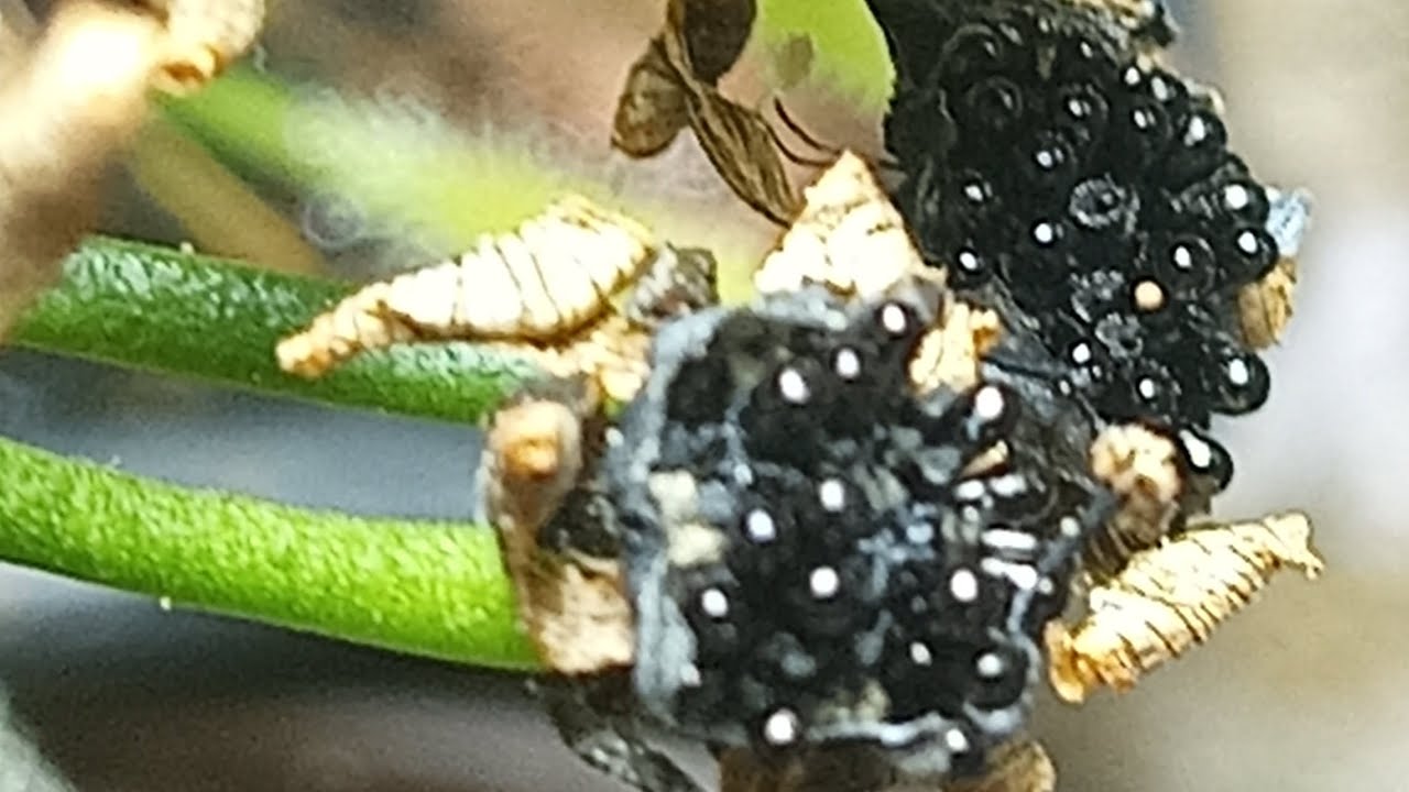 Por fin Revelado! Te muestro como sacar semillas de Venus atrapamoscas o Dionaea Muscipula 