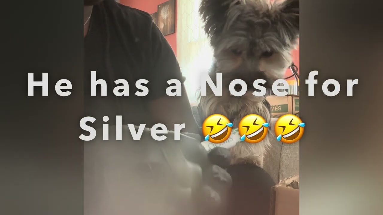 ANOTHER COIN ROLL HUNT!!! TREASURE FOUND ✅ #TazzyTheTreasureHunter #coincollecting #coinrollhunting 