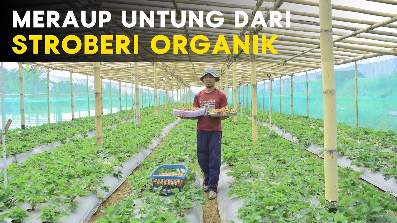 CARA SUKSES JADI PETANI STROBERI ORGANIK, BUAHNYA BESAR DAN RASANYA TIDAK KECUT