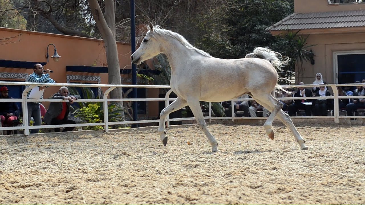 الخيول العربية المصرية | بريزنتيشن بمزرعة البادية2017