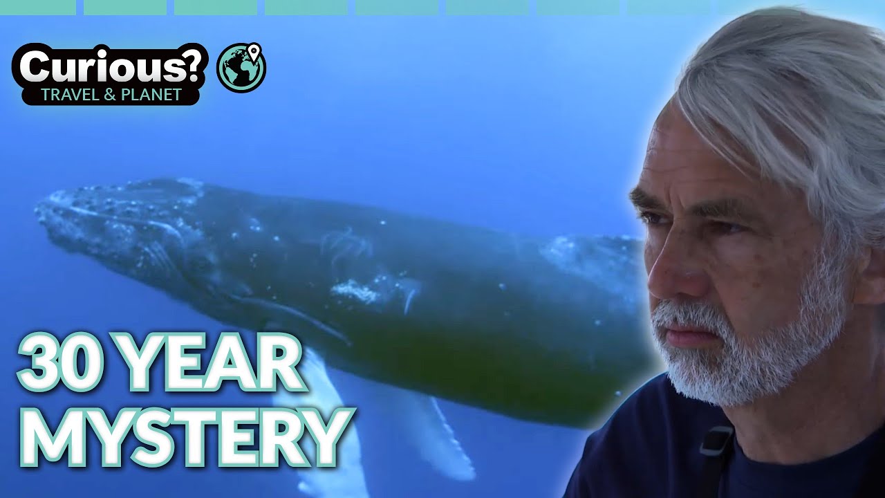 Blue Whale Mystery St Lawrence River Expedition