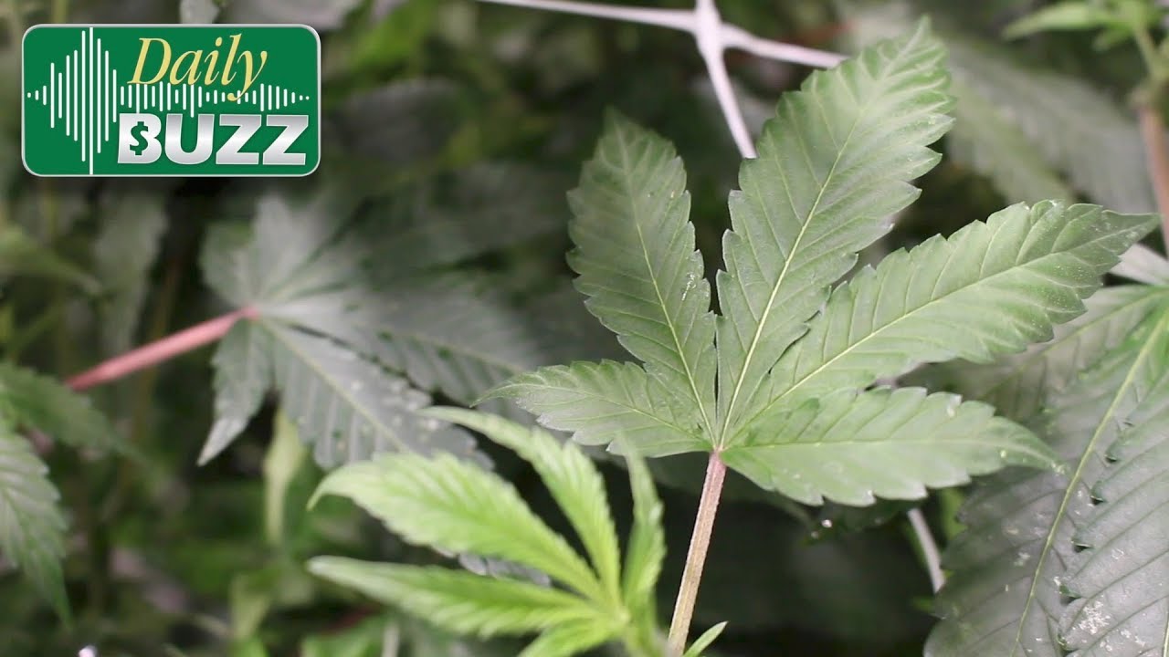 Akron&rsquo;s First Marijuana Harvest