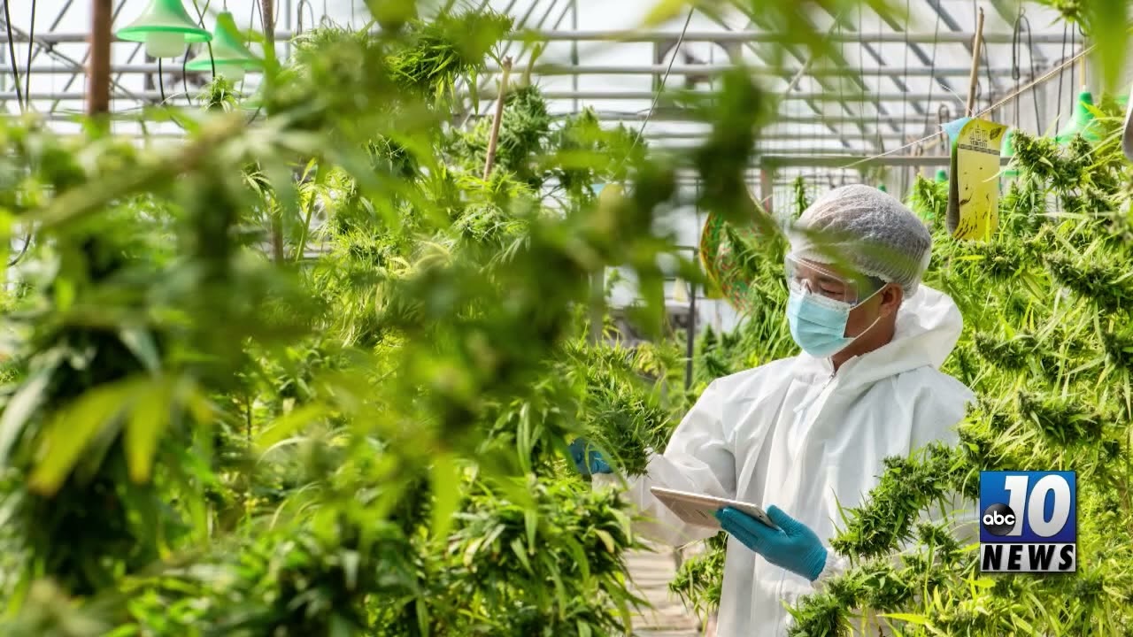 Cannabis Coalition for Banking Rights