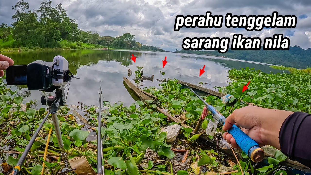 SAYA MANCING IKAN NILA DI DEKAT PERAHU TENGGELAM IKANNYA BANYAK SEKALI || mancing ngantang
