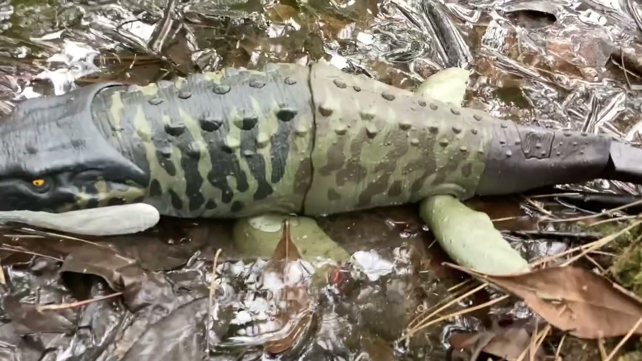 Raptor hunts baby rexy