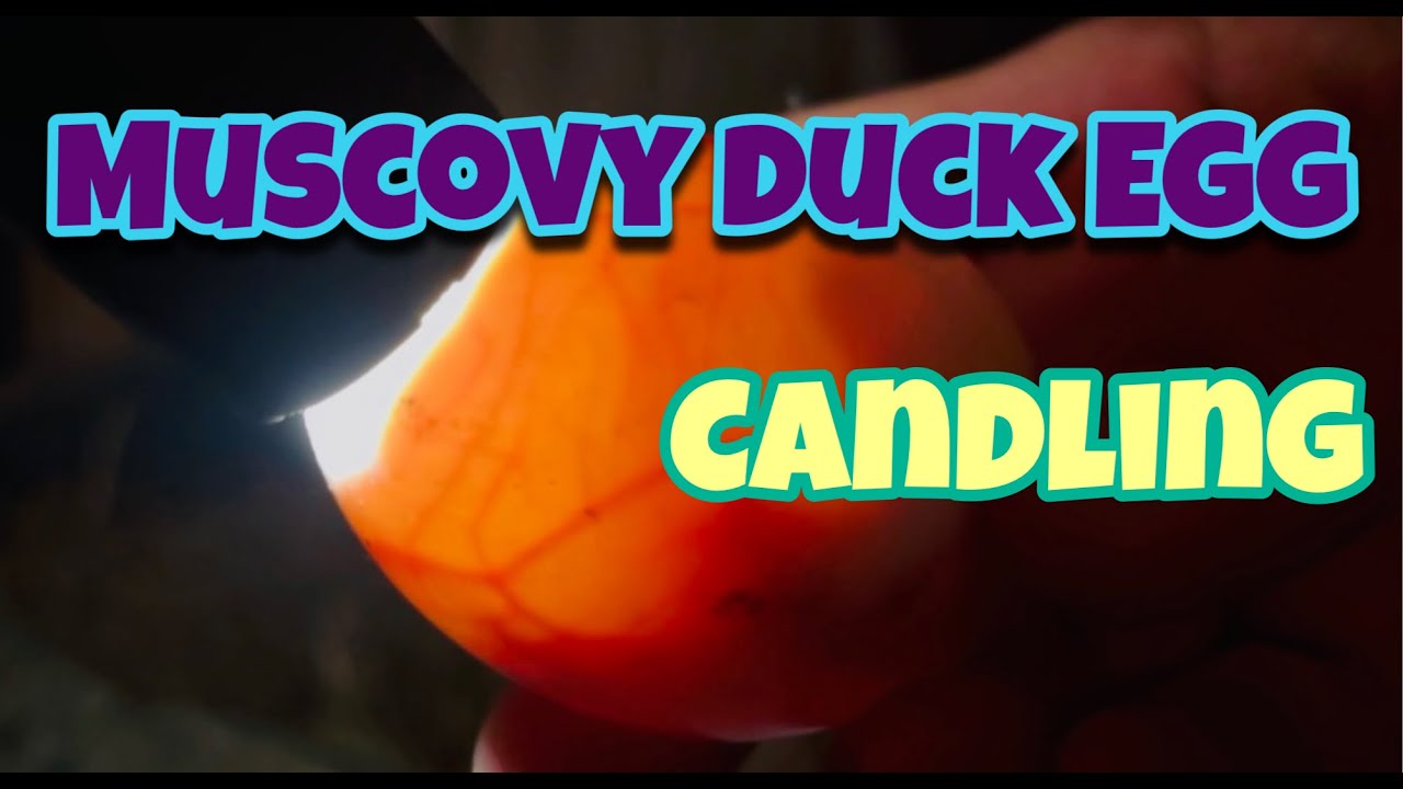 Muscovy Duck Egg Candling | Confirmed Fertile Egg | Egg Candling | Muscovy Egg | Village Farm