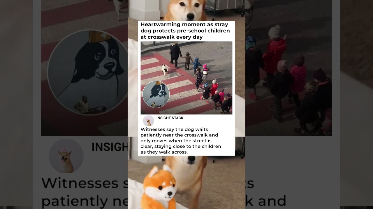 Бездомная собака с золотым сердцем! 🐾