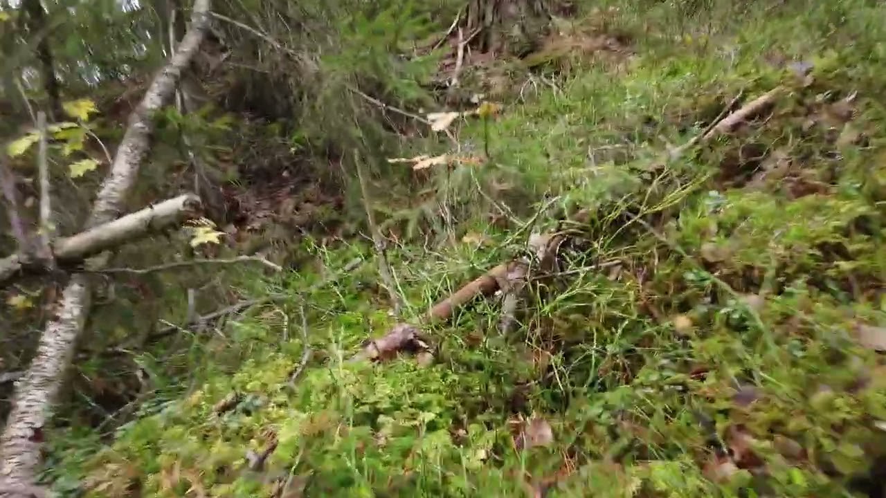 Connected And Free Looking For Moose #dogcommunication #positiveleadership #dogcode