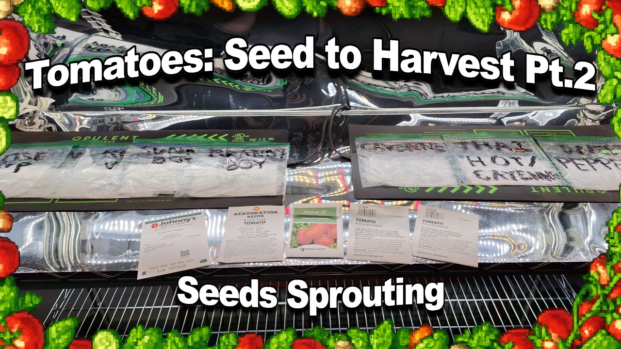 Seed Starting/Germinating Tomato Seeds Part 2