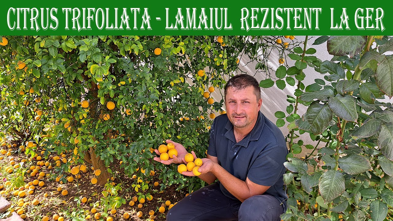 Prezentare Citrus trifoliata - Lamaiul rezistent ger exemplar de 9 ani