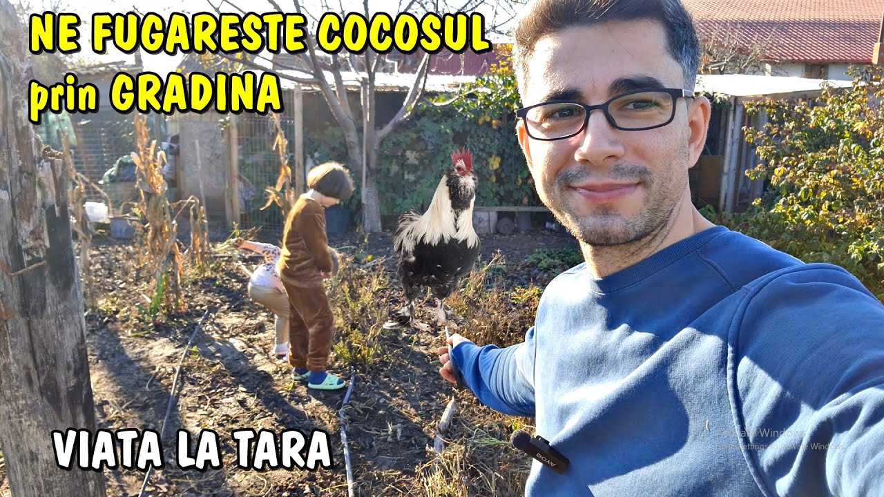 Viața la țară - Cocoșul ne fugărește pe toți și ne-am apucat să curațăm grădină
