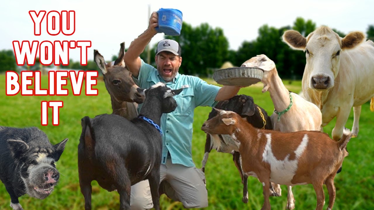Are Our Farm Chores Out of Control? (New Animals Bring New Chaos!)