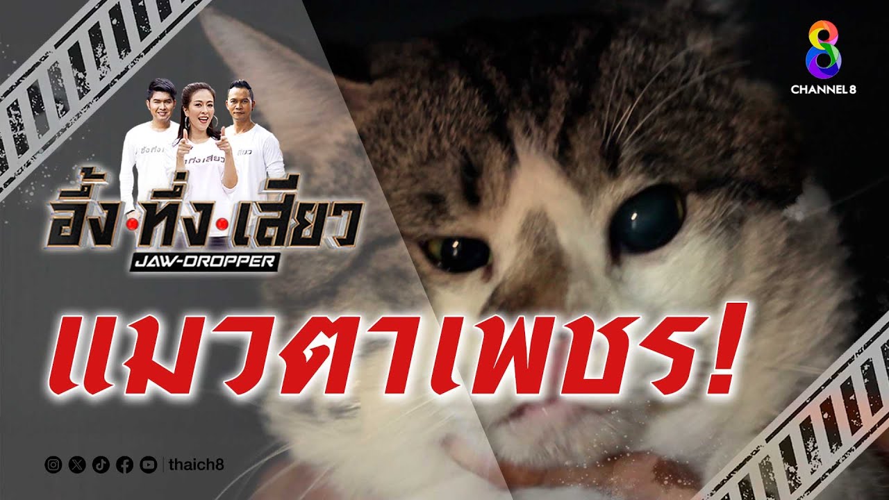 แมวตาเพชร! | อึ้ง ทึ่ง เสียว