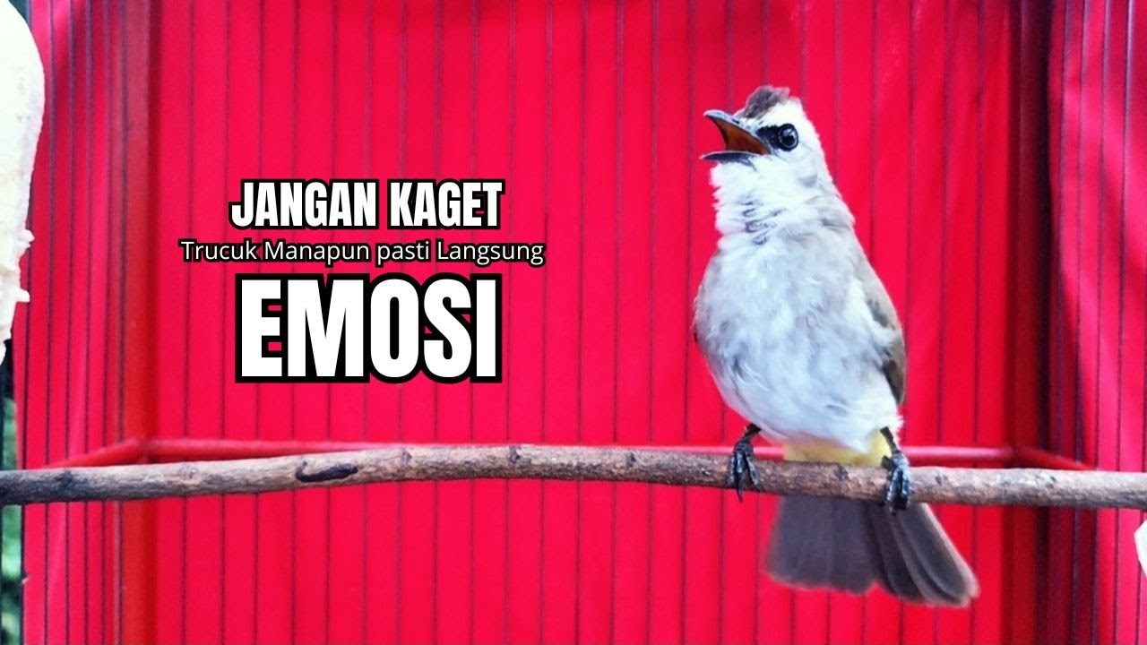Suara Burung TRUCUKAN gacor TARUNG ROPEL PANJANG pancingan trucukan agar JADI trucuk gacor EMOSI