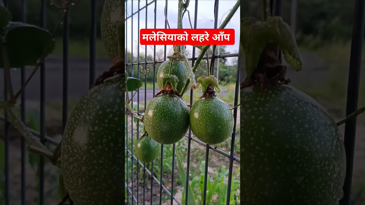 malaysia kogaaumaa lahare aap hernuhos 