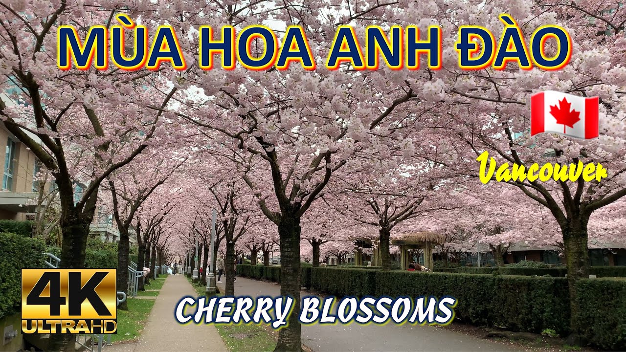 Canada | Vancouver: Mùa hoa anh đào