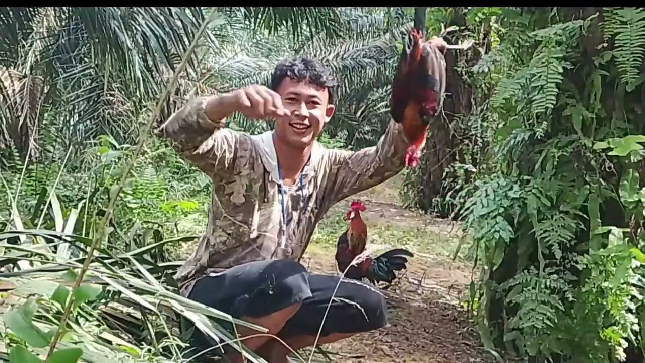 Ayam muda berani kokok di depan pikat auto tapau#ayamhutansumatera #ayam #ayamberkualitas 