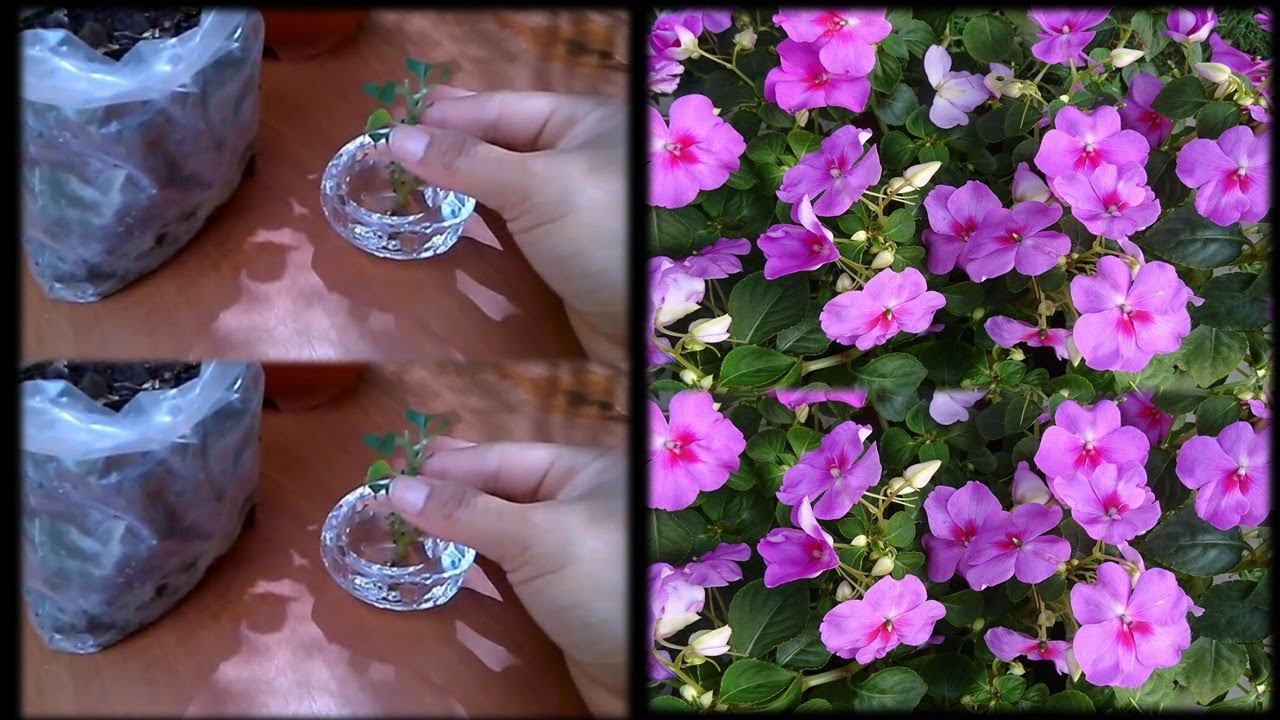2 FORMAS Propagación de la flor del jacinto por ramas | Reproducción y Cuidados IMPATIENS o Besitos