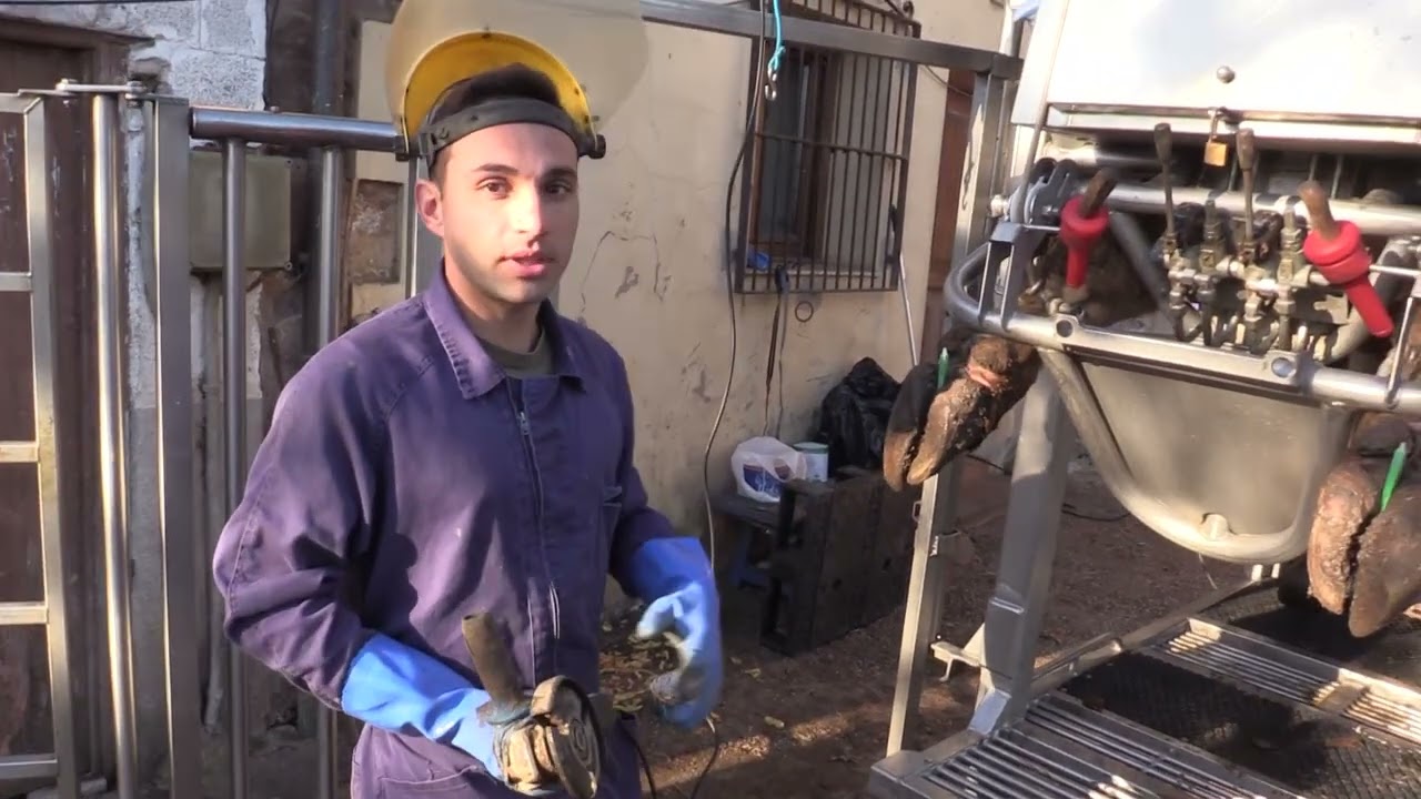 Ganaderos en su h&aacute;bitat | Herrador arregla pezu&ntilde;as | 8.11.2025