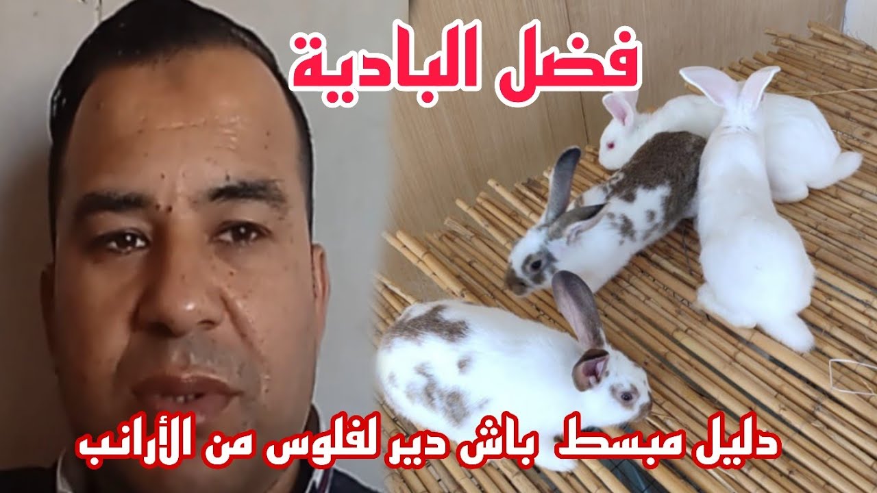 اكتساب  الثراء مع الأرانب: دليل مبسط للربح من تربية  الأرانب