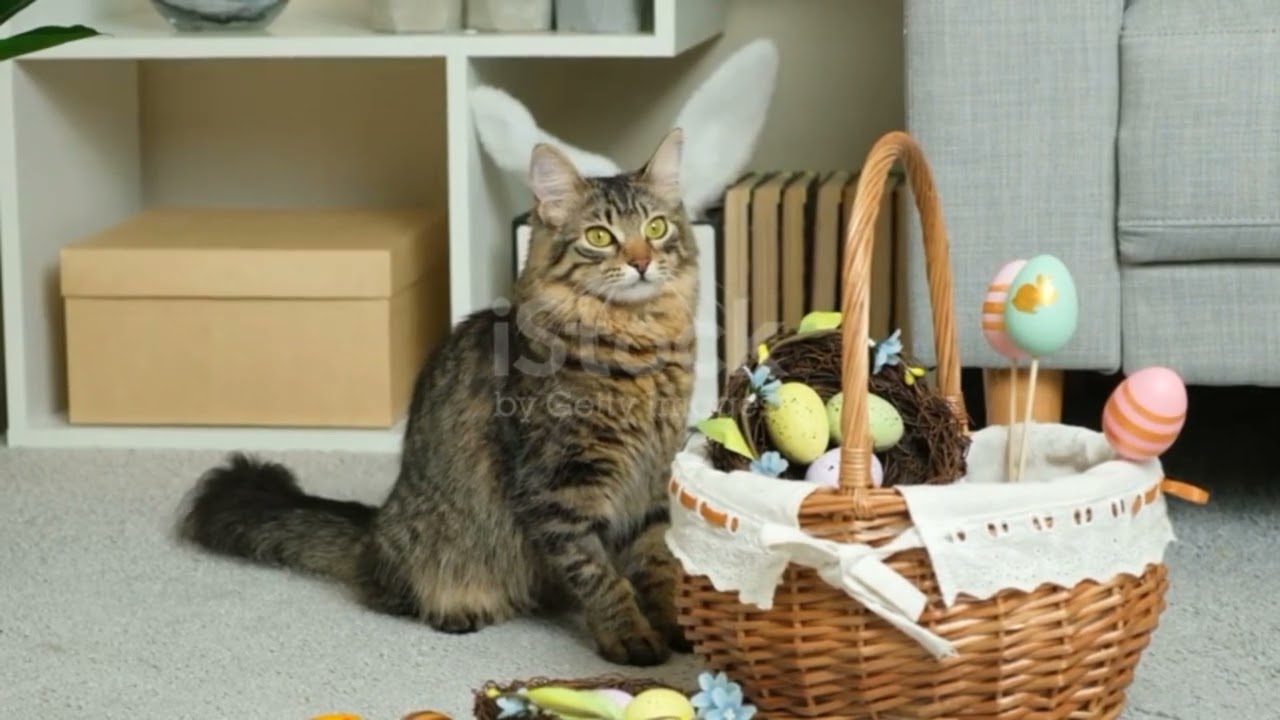 Animals lover cute kitten cat funny moments 