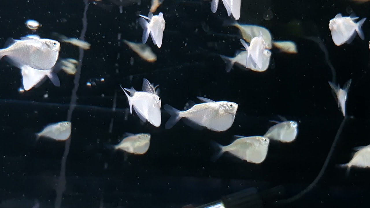 Silver Hatchetfish (Thoracocharax stellatus)