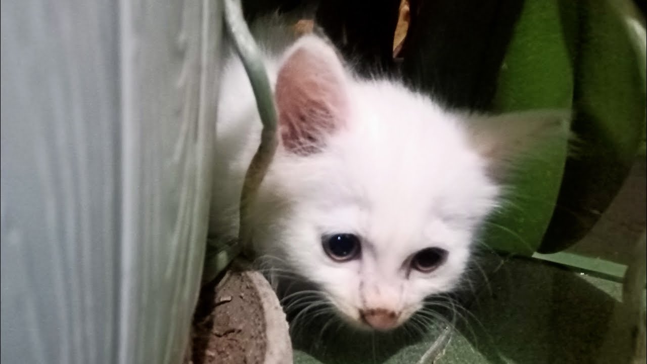 Kucing blesteran gemesin