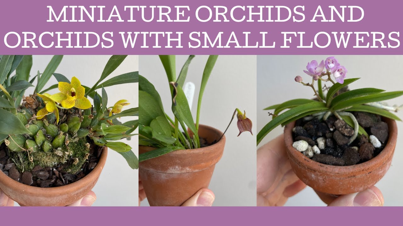 Six miniature or small orchids; orchids that have TINY flowers!