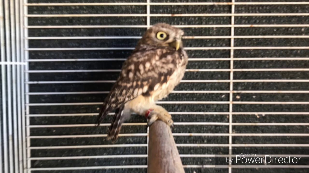 Il verso della civetta
