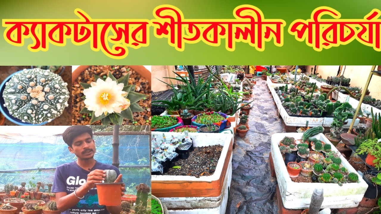 ক্যাকটাসের শীতকালীন পরিচর্যা | শীতকালে ক্যকটাস বাঁচিয়ে রাখার গোপন রহস্য | Cactus winter cre !