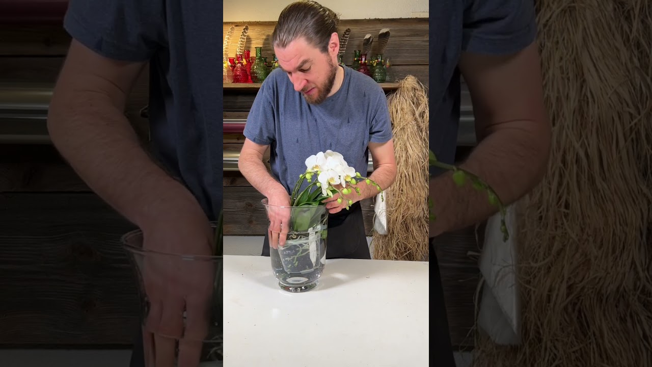 Wie & wann wird eine Orchidee mit Wasser versorgt #floristik #blumen #deko #orchid #orchids