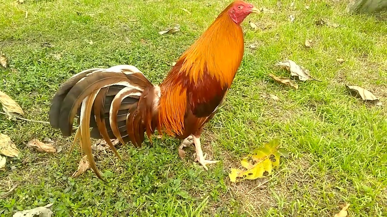Sweater Gold Gamefowl